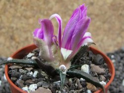 Ariocarpus agavoides pot 5,5 cm cites IA - 12396929