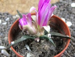 Ariocarpus agavoides pot 5,5 cm cites IA - 12396931