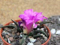 Ariocarpus agavoides pot 5,5 cm cites IA - 12396934