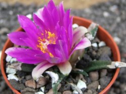 Ariocarpus agavoides pot 5,5 cm cites IA