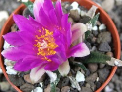 Ariocarpus agavoides pot 5,5 cm cites IA - 12396938