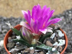 Ariocarpus agavoides pot 5,5 cm cites IA - 12396939