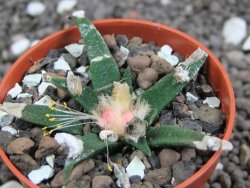 Ariocarpus agavoides pot 5,5 cm cites IA - 12396940