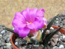 Ariocarpus agavoides pot 5,5 cm cites IA - 12396943