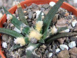 Ariocarpus agavoides pot 5,5 cm cites IA - 12396944