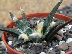 Ariocarpus agavoides pot 5,5 cm cites IA - 12396945