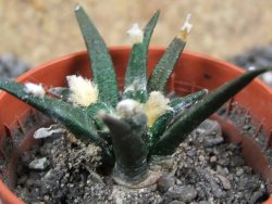 Ariocarpus agavoides pot 5,5 cm cites IA - 12396946