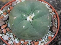 Lophophora difusa ? lutea, pot 6,5 cm