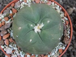 Lophophora difusa ? lutea, pot 6,5 cm - 12396982