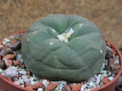 Lophophora difusa ? lutea, pot 6,5 cm - 12396983
