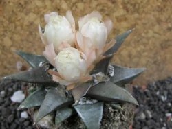 Ariocarpus confusus La Escondida 6 cm Cites IA