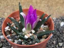 Ariocarpus agavoides pot 5,5 cm cites IA