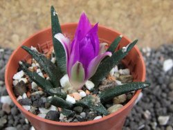 Ariocarpus agavoides pot 5,5 cm cites IA