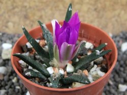 Ariocarpus agavoides pot 5,5 cm cites IA - 12397047