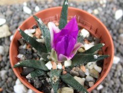 Ariocarpus agavoides pot 5,5 cm cites IA - 12397048