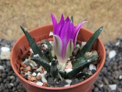 Ariocarpus agavoides pot 5,5 cm cites IA - 12397049
