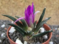 Ariocarpus agavoides pot 5,5 cm cites IA - 12397050
