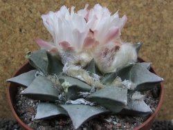 Ariocarpus retusus pot 12 cm cites IA - 12397058