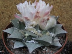 Ariocarpus retusus pot 12 cm cites IA - 12397059