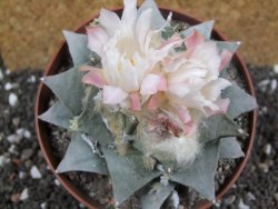 Ariocarpus retusus pot 12 cm cites IA - 12397060
