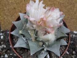 Ariocarpus retusus pot 12 cm cites IA - 12397061