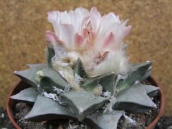 Ariocarpus retusus pot 12 cm cites IA - 12397062