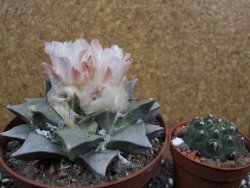 Ariocarpus retusus pot 12 cm cites IA - 12397063