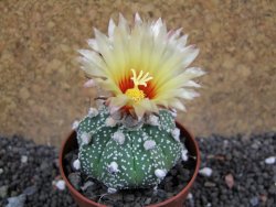 Astrophytum asterias hybrid oibo, pot 6,5 cm