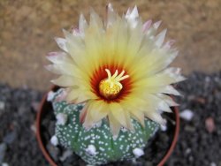 Astrophytum asterias hybrid oibo, pot 6,5 cm - 12397090