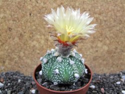 Astrophytum asterias hybrid oibo, pot 6,5 cm - 12397091