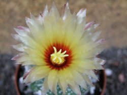 Astrophytum asterias hybrid oibo, pot 6,5 cm - 12397092