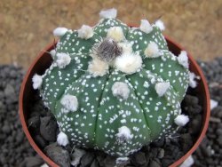 Astrophytum asterias hybrid oibo, pot 6,5 cm - 12397093