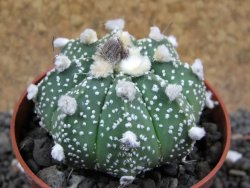 Astrophytum asterias hybrid oibo, pot 6,5 cm - 12397094