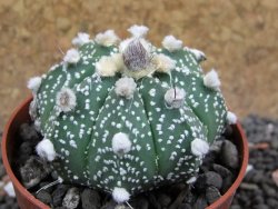 Astrophytum asterias hybrid oibo, pot 6,5 cm - 12397095