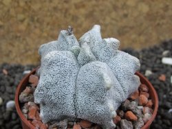 Asrophytum coahuilense Hakuran pot 6,5 cm - 12397104