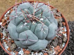 Thelocactus hexaedrophorus MH 133 La Perdida pot 10 cm - 12397163