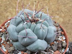 Thelocactus hexaedrophorus MH 133 La Perdida pot 10 cm