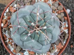Thelocactus hexaedrophorus MH 133 La Perdida pot 10 cm - 12397165