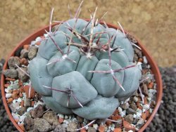 Thelocactus hexaedrophorus MH 133 La Perdida pot 10 cm - 12397166
