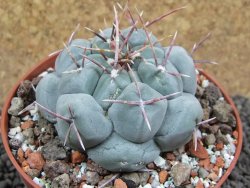 Thelocactus hexaedrophorus MH 133 La Perdida pot 10 cm - 12397167
