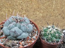 Thelocactus hexaedrophorus MH 133 La Perdida pot 10 cm - 12397168