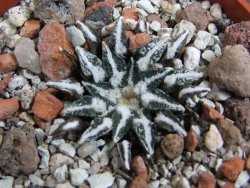 Ariocarpus kotschoubeyanus macdowellii El Pilar pot 5,5 cm