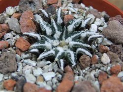 Ariocarpus kotschoubeyanus macdowellii El Pilar pot 5,5 cm - 12397236