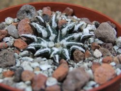 Ariocarpus kotschoubeyanus macdowellii El Pilar pot 5,5 cm - 12397237