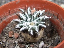 Ariocarpus kotschoubeyanus macdowellii El Pilar pot 5,5 cm - 12397238