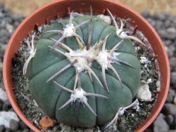 Echinocactus horizonthalonius Las Tablas, pot 5,5 cm