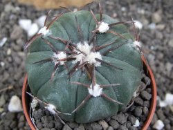 Echinocactus horizonthalonius Las Tablas, pot 5,5 cm