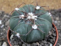 Echinocactus horizonthalonius Las Tablas, pot 5,5 cm - 12397285