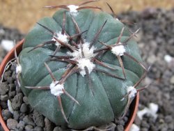 Echinocactus horizonthalonius Las Tablas, pot 5,5 cm - 12397287