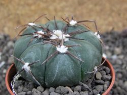 Echinocactus horizonthalonius Las Tablas, pot 5,5 cm - 12397288